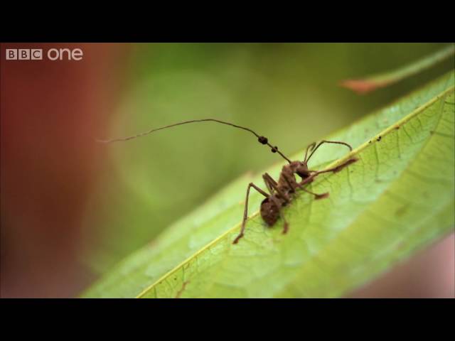 Lost Land of The Volcano Preview Episode 1 - Fungus Infected Ants - BBC One