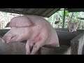 Pig Sounds