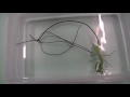 Gusano parásito dentro de una mantis / Parasite worm inside a mantis