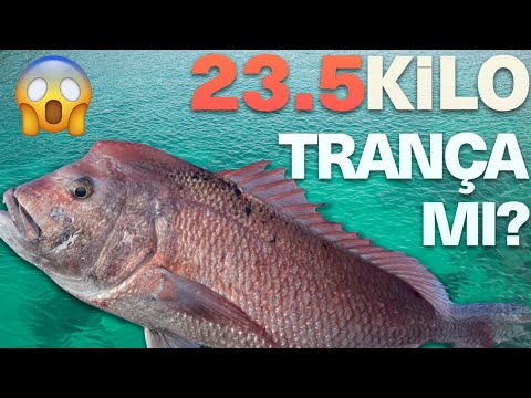 Hatay'daki Trançalar Adam Yiyor - Sözümüzü Tuttuk Fullfishleri Dağıttık