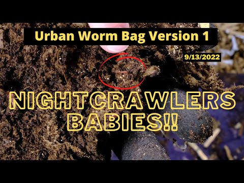 Urban Worm Bag Version 1 - Baby African Nightcrawlers!! 09/13/2022