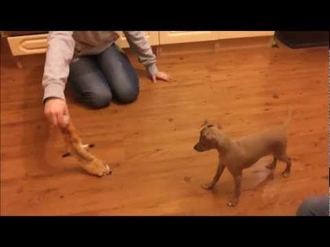 Italian Greyhound puppy SHIREEN