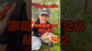 フィリピン妻が待ち望んだミニトマトが実りました【フィリピン妻の家庭菜園】