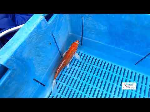 E032 Kikisui 7to8in  £55