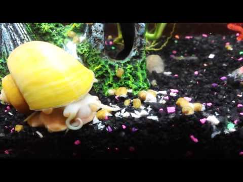 Apple snail eating tuna with her baby snails