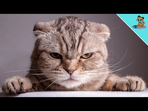 7 Signs That Your Cat's Mood Is Changing RIGHT NOW!