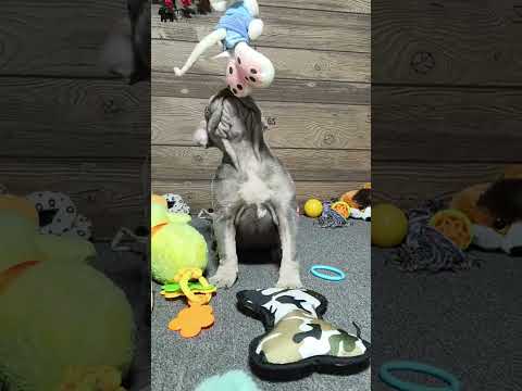 Video 3