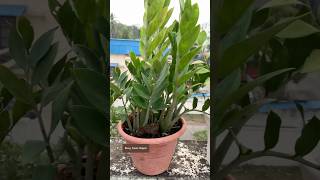 Download lagu ZZ Plant Root Rot 🧐 | Real Example Full Video on Channel mp3 Download lagu ZZ Plant Root Rot 🧐 | Real Example Full Video on Channel mp3