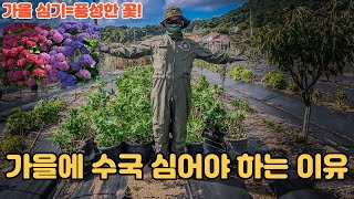 수국 가을 심기 5가지 이유! 풍성한 꽃 폭발 & 빠른 성장 비밀 ????