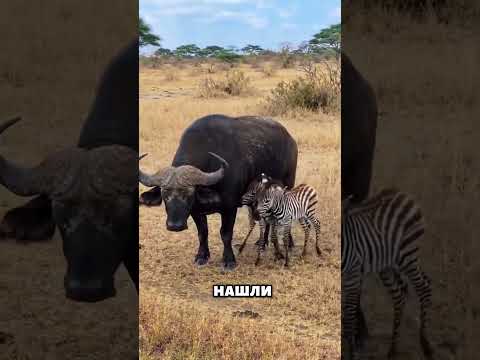 Самые невероятные моменты с животными, снятые на камеру! 😱