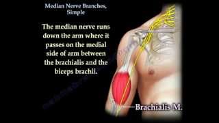 Median Nerve Branches, Simple - Everything You Need To Know - Dr. Nabil Ebraheim