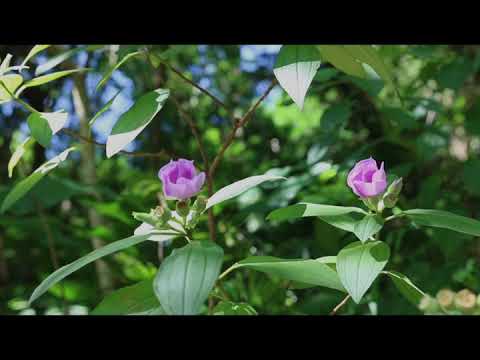 森林市集宣傳片