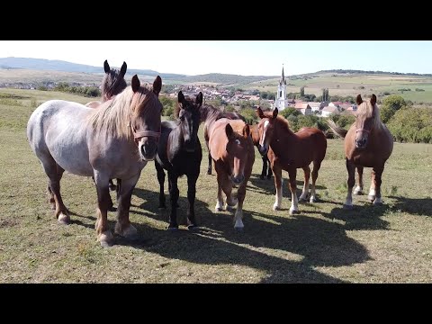 Caii lui Mircea de la Garbova, Alba - 2020 Nou!!!