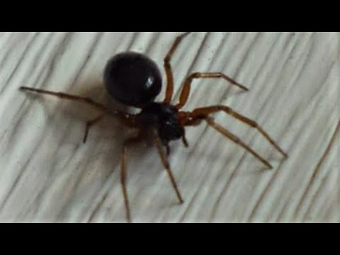Good Luck Charming Spiders: MONEY SPIDER (Linyphiidae)