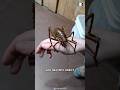 Giant Weta This Insect Is HUGE
