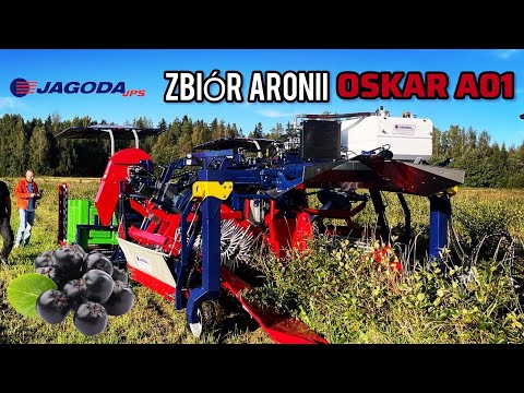Zbiór aronii ⭐️ Efficient Aronia Harvest with OSKAR A01 Berry Harvester