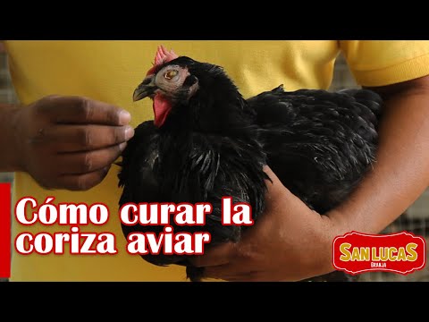 , title : 'Coriza infecciosa aviar | Así es como se cura el ojo hinchando en aves | Granja San Lucas'
