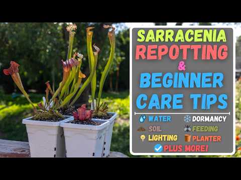 How To Repot A Sarracenia Pitcher Plant + Beginner Care Tips