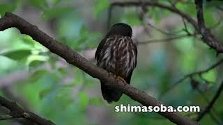 サンコウチョウ増加、アカショウビン巣作り、アオバズク、カラノスリ(動画あり)