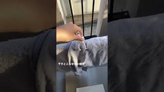 部屋紹介動画！！【オススメ最新動画】#短大生 #tiktok ＃恋中真央 ＃おすすめ ＃部屋紹介 #日常生活  #生活音