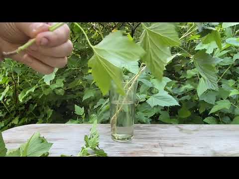 Upeņu pavairošana vienkāršāk par vienkāršu.