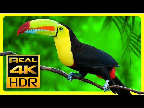 Breathtaking Colors of Nature in 4K HDR ????  Sleep Relax Music, Relaxing Tv Art Screensaver