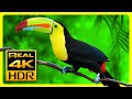 Breathtaking Colors of Nature in 4K HDR 🐦  Sleep Relax Music, 4K OLED TV Screensaver