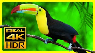Breathtaking Colors of Nature in 4K HDR 🐦  Sleep Relax Music, Relaxing Tv Art Screensaver