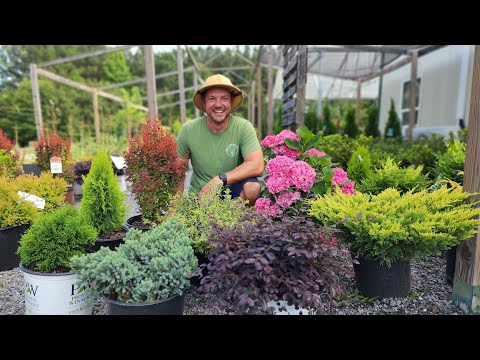 15 Compact Shrubs for Small Spaces