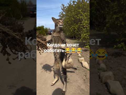 Не ну а чё он? 😂  #cat #прикольныекоты #cats #прикол #юмор #веселыекоты
