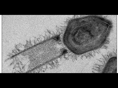 Deux virus géants ont été découverts par des scientifiques au Brésil