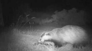 preview picture of video 'Pine Marten (Martes martes)  meets Badger (Meles meles)'