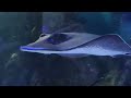Blue Reef Aquarium Hastings Uk England Aquarium