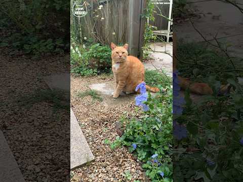 추석연휴를 즐기는 고양이들