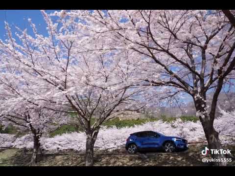 これまでの桜を繋げて動画にしてみた