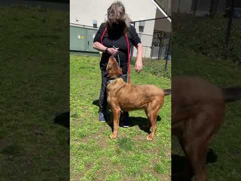 Teddy, an adopted Shepherd Mix in Yonkers, NY_image-1