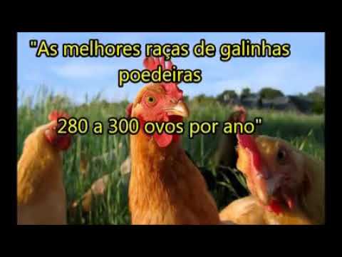 , title : 'Top raças de galinhas poedeiras'