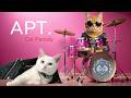 ROSÉ Bruno Mars APT Cat Parody 아파트 고양이 패러디