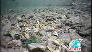 Jewel Underwater Video