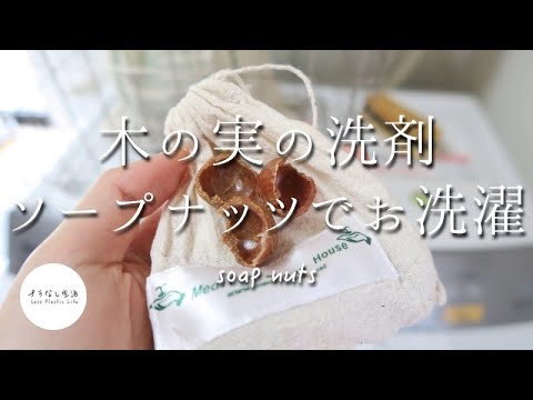 ソープナッツを正しく使う 植物