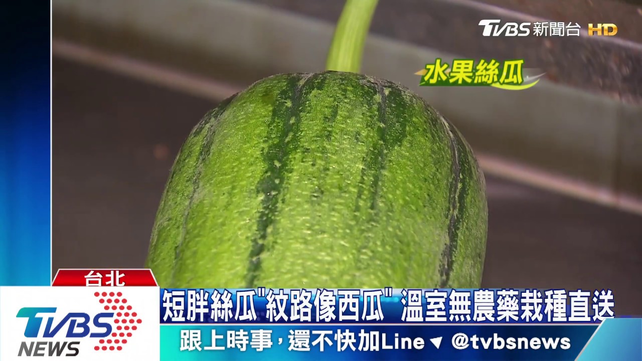 短胖絲瓜「紋路像西瓜」 溫室無農藥栽種直送