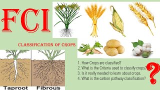 Classification of crops