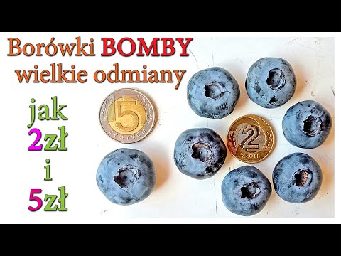 Wielkie borówki. Największe odmiany. Bomby jak 2 i 5 zł - Ogrodowe pierdamony 115