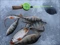 Видео зимняя рыбалка бесплатно Зимняя рыбалка смотреть Зимняя ловля рыбы ...