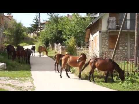 The Horses Of Lazaropole in Macedonia
