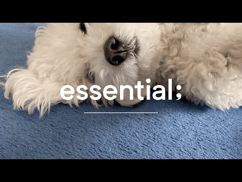 [Playlist] 오늘은 강아지랑 뒹굴뒹굴🐶 | 편안하게 듣는 포근한 팝송 with 독이츠에브리띵 | cozy pop at home