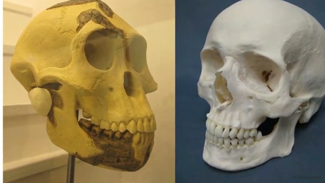 The Evolution of Primates