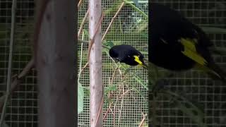 Download lagu Red Siskin & Black Siskin | Bird Aviary | Bird Sounds mp3 Download lagu Red Siskin & Black Siskin | Bird Aviary | Bird Sounds mp3