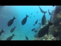 Picture taken during the dive