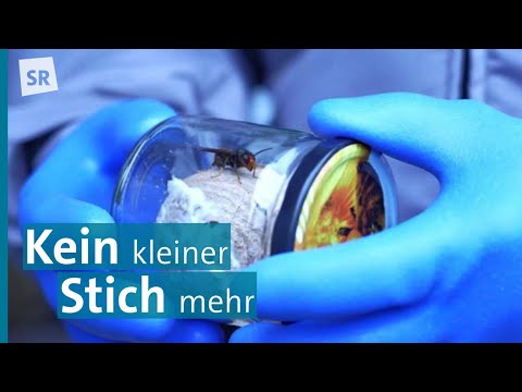 Die Asiatische Hornisse im Saarland: Gefahr für Allergiker und heimische Arten | #zehnminuten